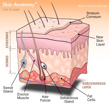 Ssweat Glands Release Water Which Is Used in What