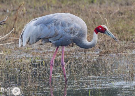 The Sarus Crane - Birding in India - My Photo Blogs