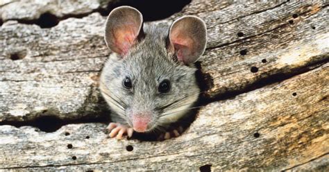 Wild File: Woodrats, aka pack rats, are collectors