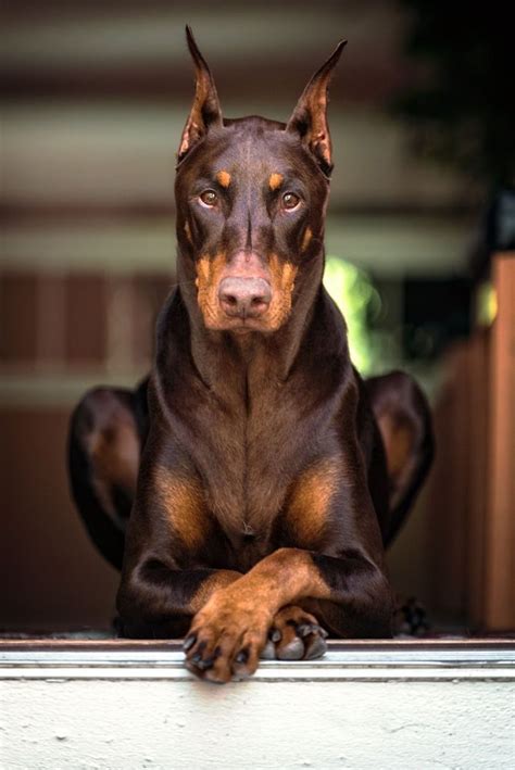 Miniature Pinscher Dog Sitting on Wooden Table in the Dark