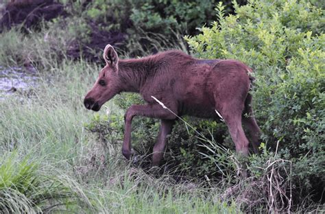 Meet The Baby Moose - 8 Interesting Facts and FAQs You Should Know ...