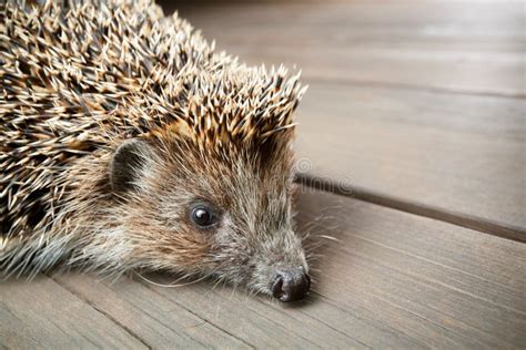 Hedgehog in Natural Garden Habitat with Green Grass and Yellow Buttercups Stock Image - Image of ...