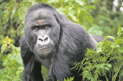 How do you save endangered gorillas? With lots of human help – Aruba Today