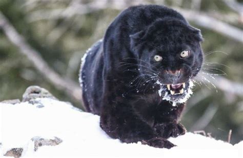 Melanistic Leopard with an intense stare : r/natureismetal