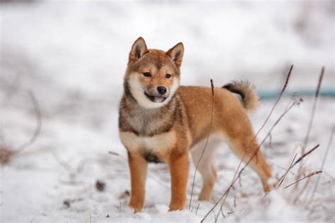 19+ Shiba Inu Color Chart - MeganeTyrian