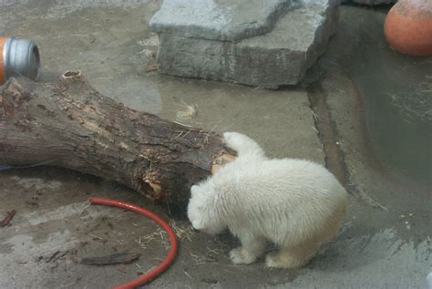 Baby polar bear exploring | Peter Burka | Flickr