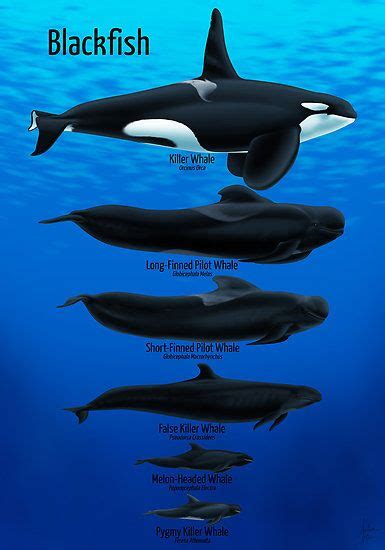 Blackfish Whale Poster