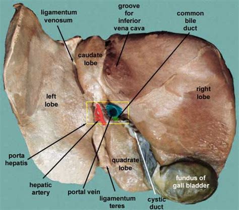 Porta hepatis - Anatomy, Location, Function and Pictures