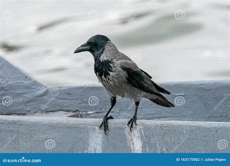 Hooded Crow Corvus Cornix Wildlife in Natural Habitat Stock Photo - Image of natural ...