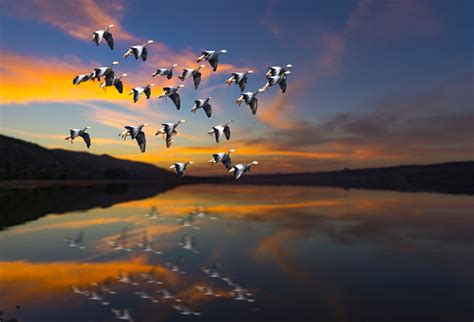 Flock Of Bird Flying At Sunset Over A Lake Stock Photo - Download Image Now - iStock