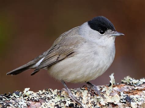 Eurasian Blackcap - eBird