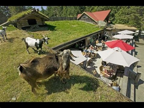 Goats on roof at Coombs, BC Canada - YouTube