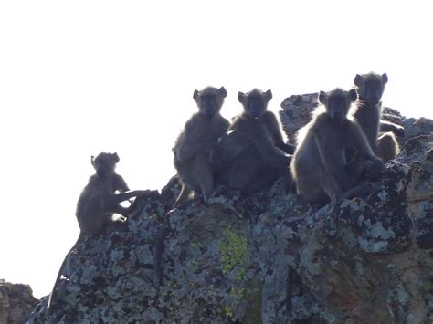 Chacma Baboons – a dangerous nuisance - Bushguide 101