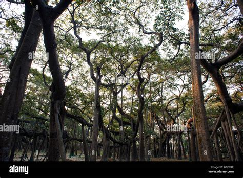 Great banyan tree, kolkata hi-res stock photography and images - Alamy