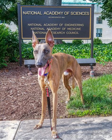 The National Academy of Sciences - spacewhippet