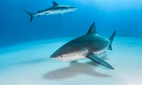 Shark Feeding Dives change Relative Abundances of Sharks - SCUBA News