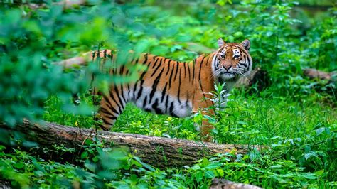 6yrc3zpgar tiger in habitat 1440x810 | Tiger habitat, Tiger population, Endangered tigers