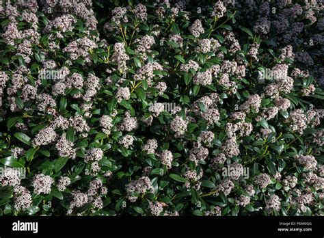 Skimmia Japonica Rubella in full bloom. An evergreen ornamental shrub ...