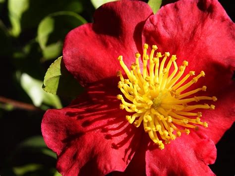 Photos: Camellia blooms for second time in 17 years – A Gardener's Notebook