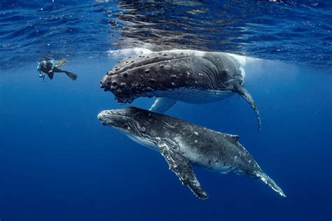 Stunning underwater images taken by Brit diver show humpback whales with young calf in Tongan ...