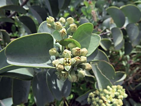 Santalum ellipticum | Fragrant plant, All flowers, Purple flowers