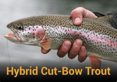 Hybrid Cut-Bow Trout image - North Fork Ranch Guide Service