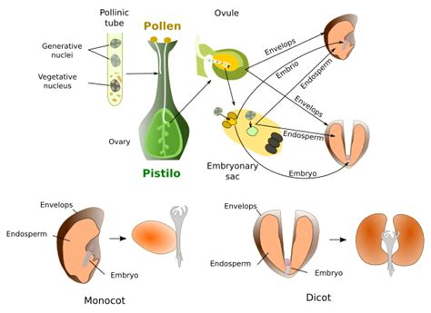 Plant organs. Seed. Atlas of Plant and Animal Histology.