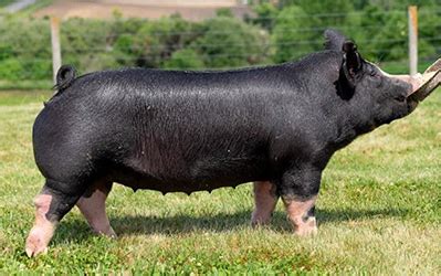 Conover Show Pigs | For Sale