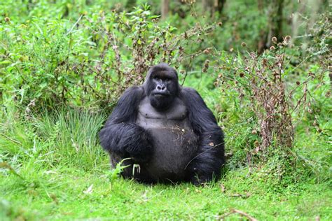 Gorilla Protection | Dian Fossey