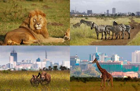 Guide to Visiting Nairobi National Park | Kenya Wildlife Safaris