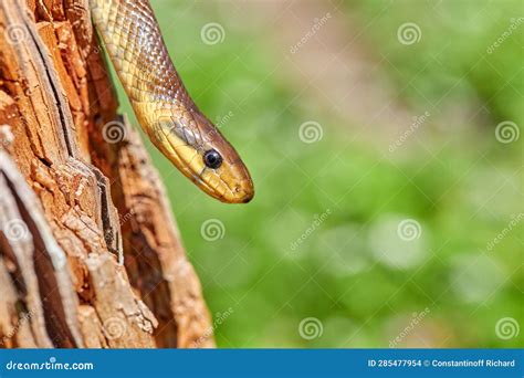 Aesculapian Snake ( Zamenis Longissimus), Previously Elaphe Longissima ...