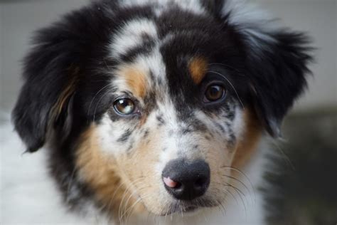 Australian Shepherd Blue Merle, Important Breed Information And 3 ...