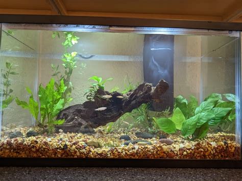 10 gallon stocking ideas : r/Aquariums