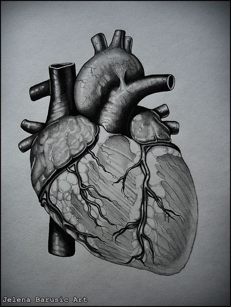 The anatomy of the Human Heart. Technique: Combination of Black Ink and Graphite Pencils ...