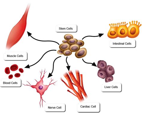 How Can Stems Cells Help The Dog