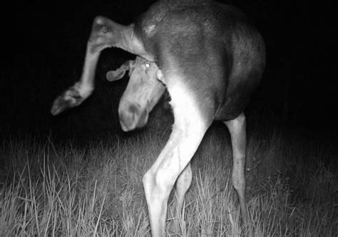 Wildlife in the Chernobyl Exclusion Zone: Bears, Wolves and Rare Horses ...