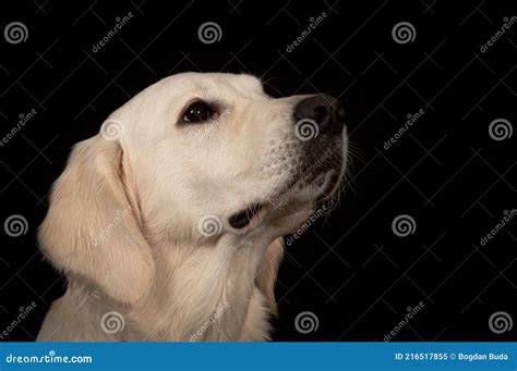 Dog Portrait with Black Background. Stock Image - Image of black, background: 216517855