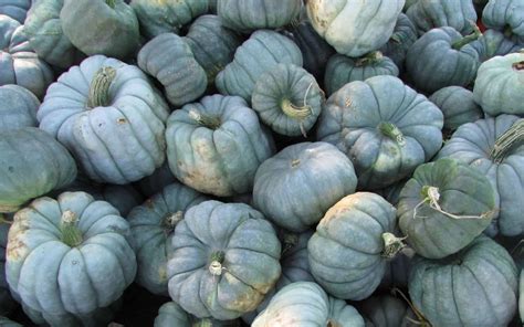 20+ blue pumpkins 💎 🎃 BEST varieties for fall decor