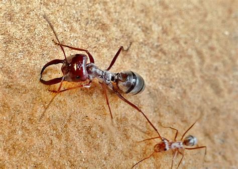 World’s fastest-running ant scuttles over scalding Saharan sands at ...