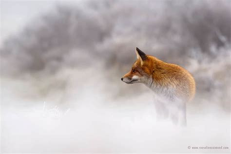 The Beauty of Wild Red Foxes Photographed In The Winter Snow | FREEYORK