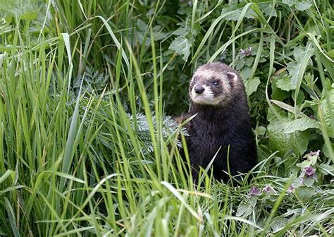 Polecat in Snowdonia ~^..^~ | Animals wild, Snowdonia, Wildlife