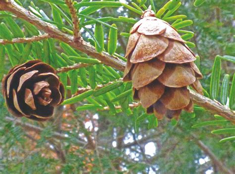 The Secret Life of Pine Cones - Ypsilanti District Library