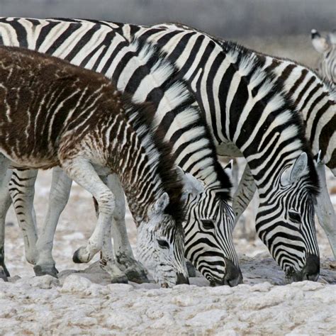 Spotted and oddly striped zebras may be a warning for species’ future ...