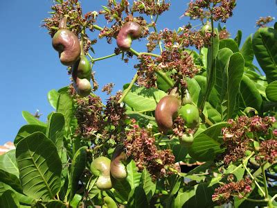 Panruti Cashews: ♥ Cashew Flower & Leaves Photo's..