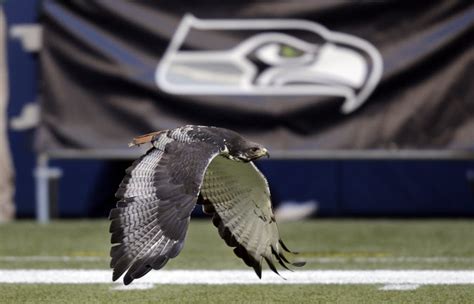 Taima the hawk (Seattle Seahawks) | SportsMascots Wikia | Fandom powered by Wikia