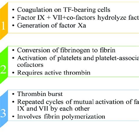 Depiction of mechanism of thrombus formation. | Download Scientific Diagram