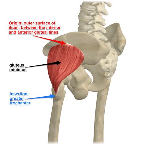 What is the Gluteus Minimus Muscle - Yoga Anatomy