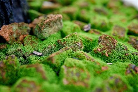 Premium Photo | Close up of moss on rocks macro