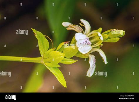 Orchids: Plant Macro Photography Stock Photo - Alamy