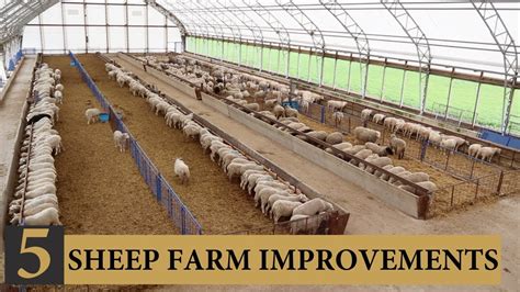 Five INEXPENSIVE Ways I Improved Our Sheep Farm: Vlog 143 - YouTube